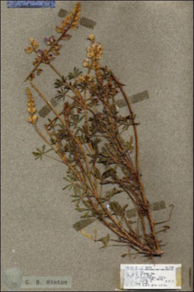 URN_catalog_HBHinton_herbarium_17889.jpg.jpg