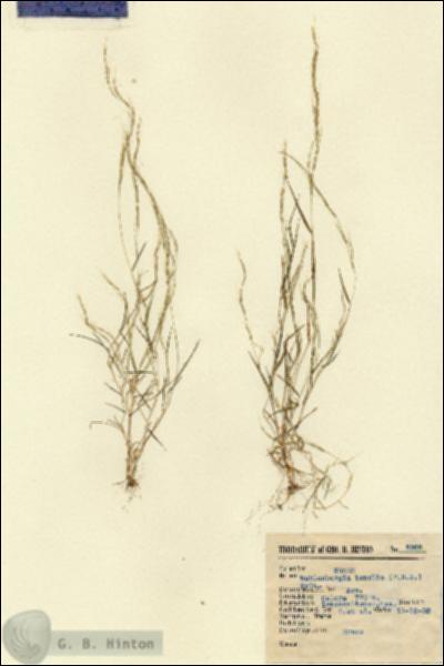 URN_catalog_HBHinton_herbarium_2566.jpg.jpg
