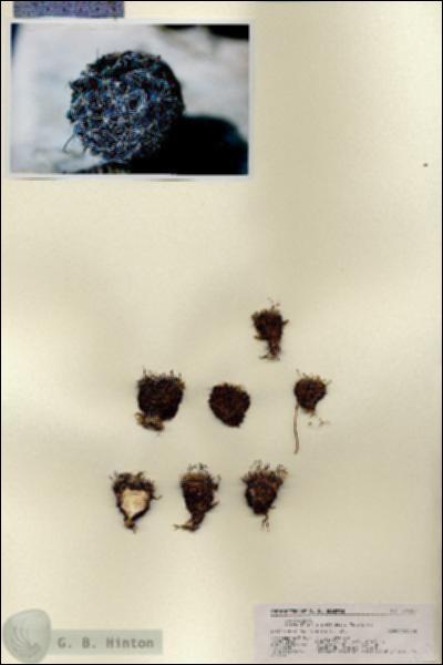 URN_catalog_HBHinton_herbarium_27123.jpg.jpg
