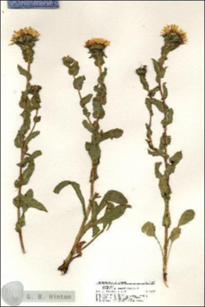 URN_catalog_HBHinton_herbarium_21010.jpg.jpg