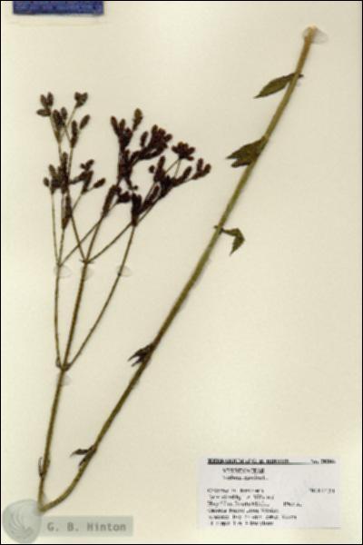 URN_catalog_HBHinton_herbarium_28286.jpg.jpg