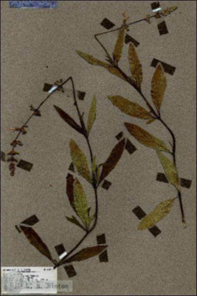 URN_catalog_HBHinton_herbarium_18840.jpg.jpg