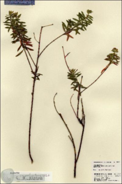 URN_catalog_HBHinton_herbarium_22612.jpg.jpg