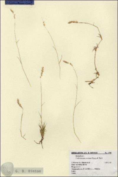URN_catalog_HBHinton_herbarium_4782.jpg.jpg