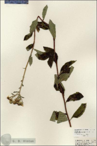 URN_catalog_HBHinton_herbarium_23920.jpg.jpg