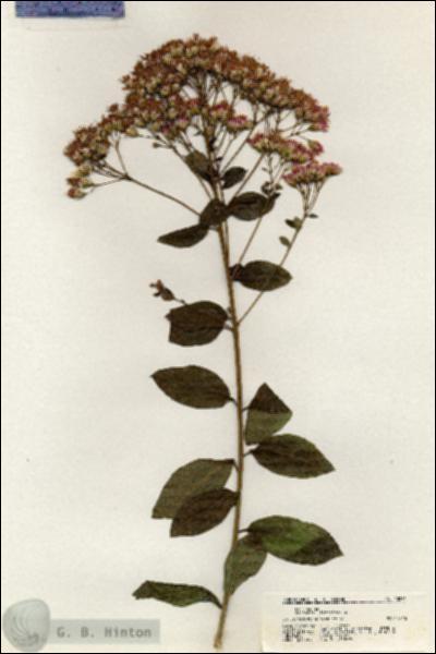 URN_catalog_HBHinton_herbarium_20874.jpg.jpg