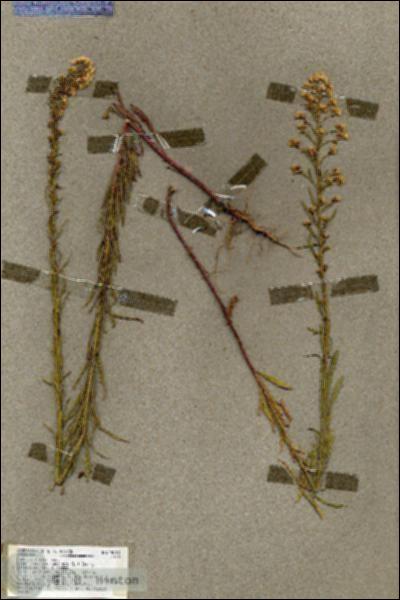 URN_catalog_HBHinton_herbarium_19515.jpg.jpg