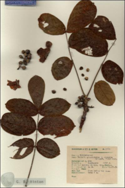 URN_catalog_HBHinton_herbarium_9774.jpg.jpg