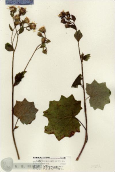 URN_catalog_HBHinton_herbarium_21294.jpg.jpg