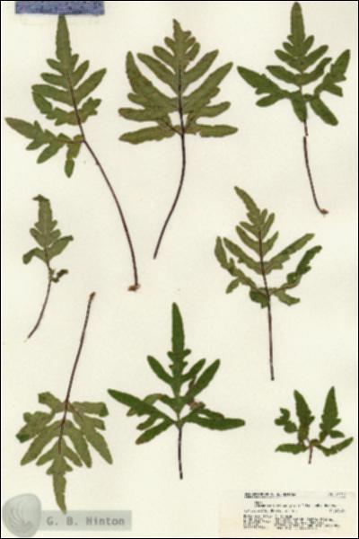 URN_catalog_HBHinton_herbarium_21217.jpg.jpg