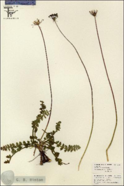 URN_catalog_HBHinton_herbarium_26184.jpg.jpg