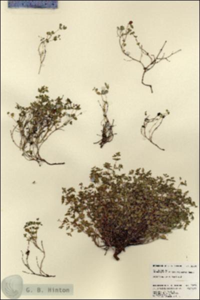 URN_catalog_HBHinton_herbarium_22858.jpg.jpg