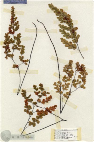 URN_catalog_HBHinton_herbarium_19302.jpg.jpg