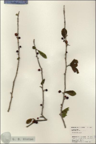 URN_catalog_HBHinton_herbarium_24820.jpg.jpg