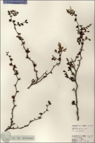 URN_catalog_HBHinton_herbarium_24070.jpg.jpg