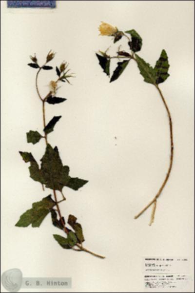 URN_catalog_HBHinton_herbarium_24849.jpg.jpg