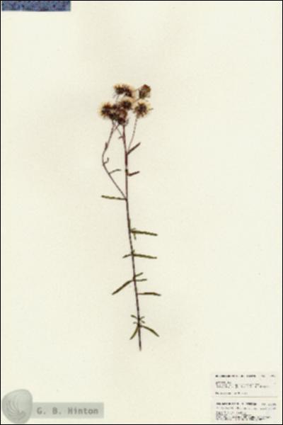 URN_catalog_HBHinton_herbarium_24996.jpg.jpg