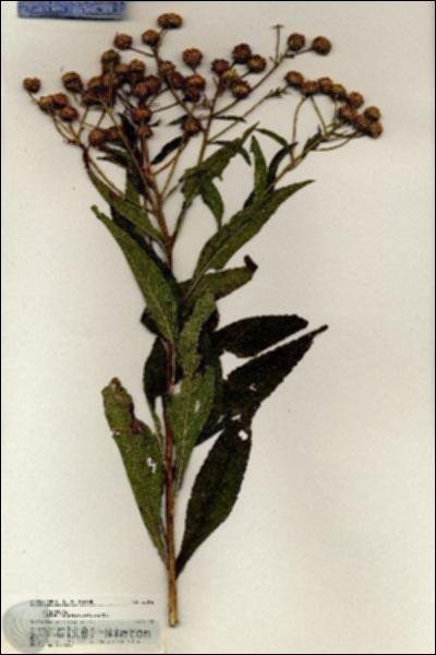 URN_catalog_HBHinton_herbarium_20846.jpg.jpg