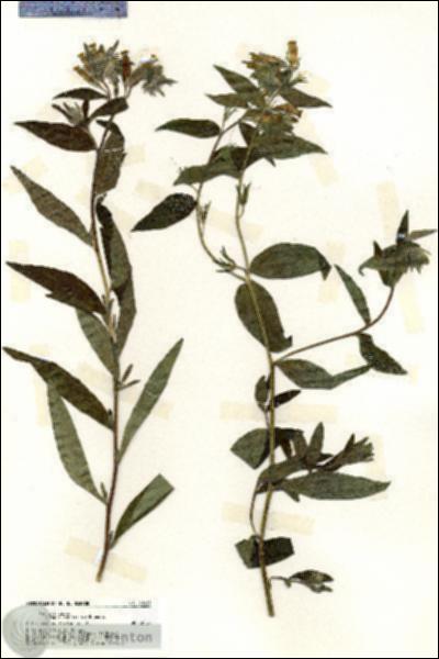 URN_catalog_HBHinton_herbarium_20181.jpg.jpg