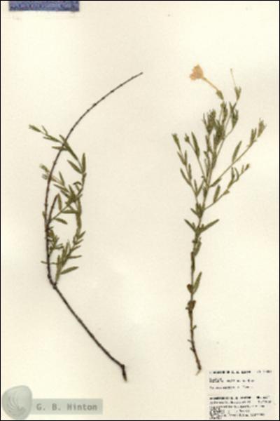 URN_catalog_HBHinton_herbarium_23851.jpg.jpg