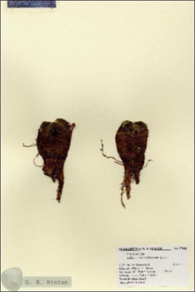 URN_catalog_HBHinton_herbarium_27848.jpg.jpg