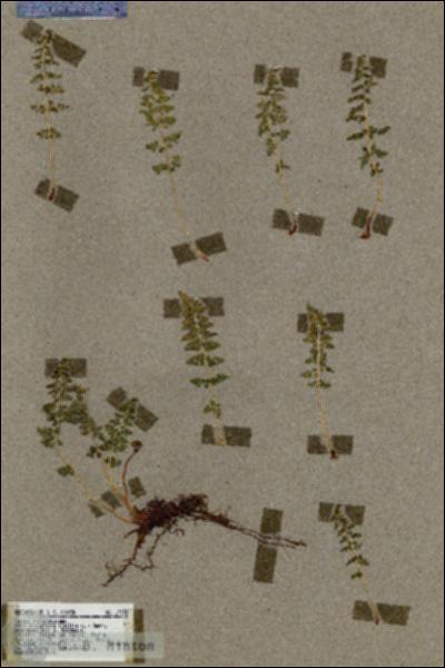 URN_catalog_HBHinton_herbarium_17392.jpg.jpg