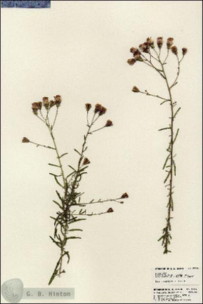 URN_catalog_HBHinton_herbarium_23676.jpg.jpg