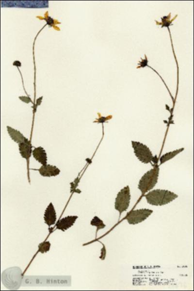 URN_catalog_HBHinton_herbarium_21696.jpg.jpg