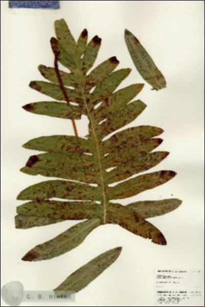 URN_catalog_HBHinton_herbarium_25062.jpg.jpg