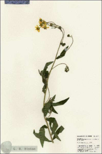 URN_catalog_HBHinton_herbarium_23075.jpg.jpg