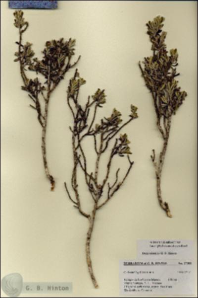 URN_catalog_HBHinton_herbarium_27382.jpg.jpg