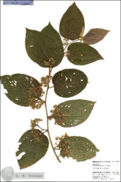 URN_catalog_HBHinton_herbarium_24368.jpg.jpg
