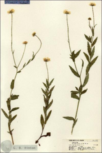 URN_catalog_HBHinton_herbarium_21373.jpg.jpg
