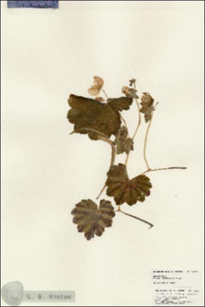 URN_catalog_HBHinton_herbarium_24917.jpg.jpg