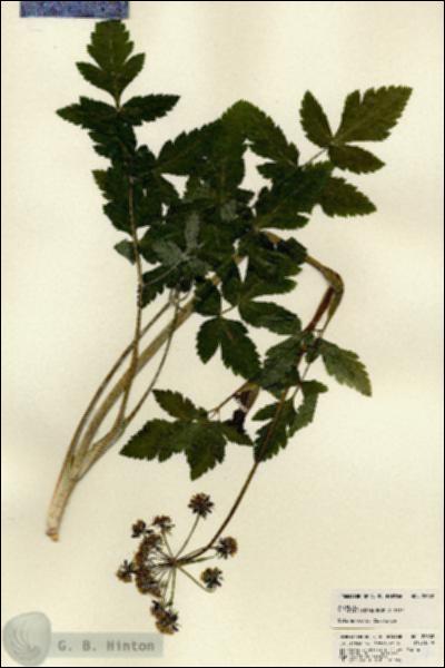 URN_catalog_HBHinton_herbarium_22602.jpg.jpg