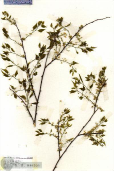 URN_catalog_HBHinton_herbarium_19358.jpg.jpg