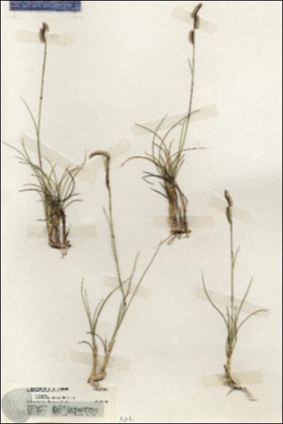 URN_catalog_HBHinton_herbarium_19644.jpg.jpg