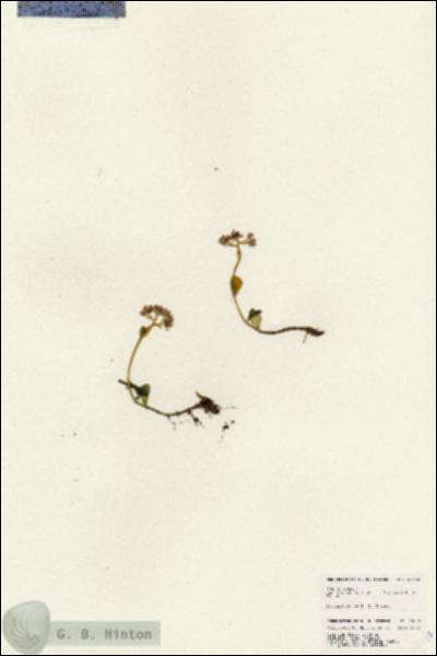URN_catalog_HBHinton_herbarium_25143.jpg.jpg