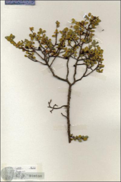 URN_catalog_HBHinton_herbarium_19218.jpg.jpg