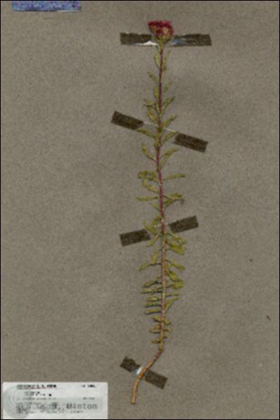 URN_catalog_HBHinton_herbarium_19816.jpg.jpg