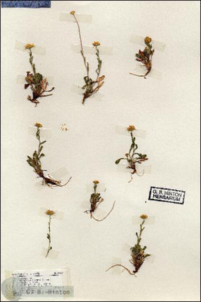 URN_catalog_HBHinton_herbarium_19463.jpg.jpg