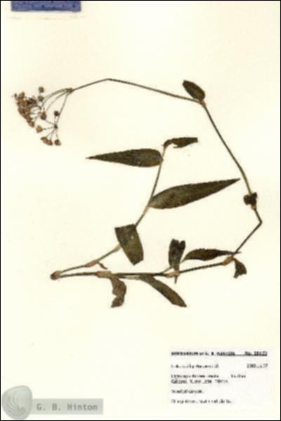URN_catalog_HBHinton_herbarium_28122.jpg.jpg
