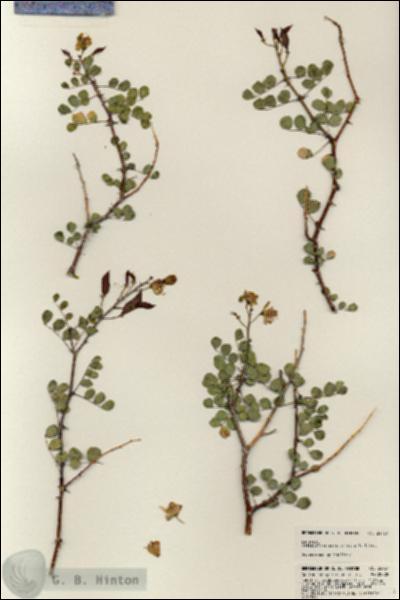 URN_catalog_HBHinton_herbarium_24737.jpg.jpg