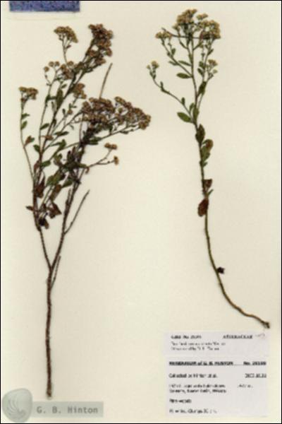 URN_catalog_HBHinton_herbarium_28100.jpg.jpg