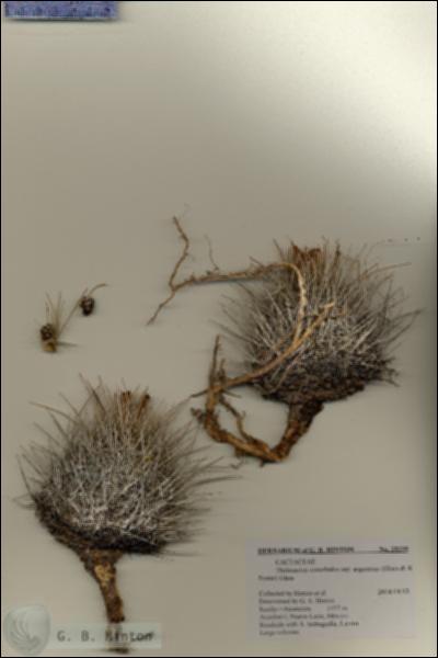 URN_catalog_HBHinton_herbarium_28239.jpg.jpg