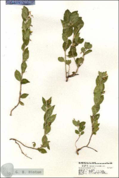 URN_catalog_HBHinton_herbarium_20590.jpg.jpg