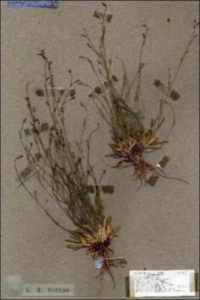 URN_catalog_HBHinton_herbarium_18277.jpg.jpg