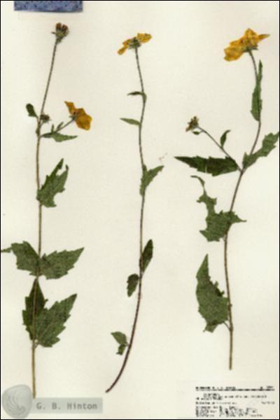 URN_catalog_HBHinton_herbarium_22551.jpg.jpg