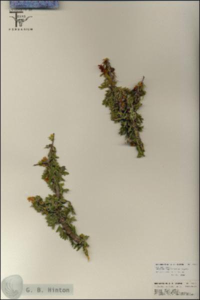 URN_catalog_HBHinton_herbarium_25798.jpg.jpg
