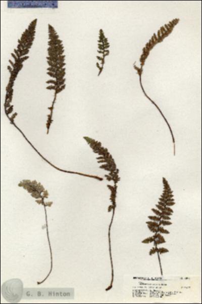 URN_catalog_HBHinton_herbarium_20975.jpg.jpg